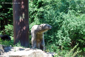 Eisbär Knut