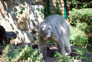 Knut in seinem Gehege