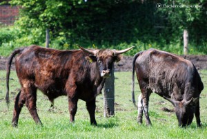 Rinder auf der Weide