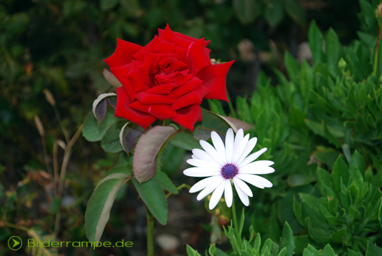 Blumen zum Muttertag