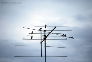 Vögel sitzen auf einer Antenne