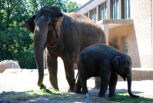Ein kleiner und ein großer Elefant Ein kleiner und ein großer Elefant