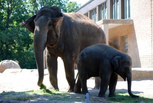 Ein kleiner und ein großer Elefant