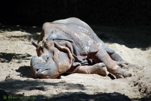 Schlafendes Nashorn