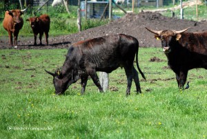 Rindviecher auf der Weide