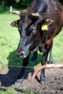 Rindvieh am Zaun