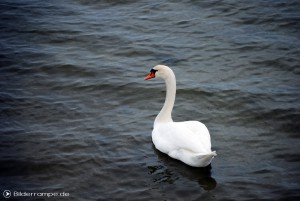 Ein Schwan auf dem Wasser