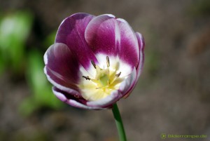 Lila Tulpen