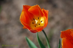 Rote Tulpen