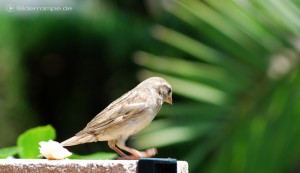 Ein Spatz auf der Mauer