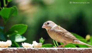 Der Blick des Sperlings