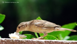 Spatz pickt Brotkrümel auf