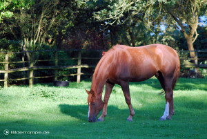 Pferd auf der Koppel