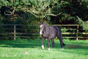 Schwarzes Pferd auf der Koppel