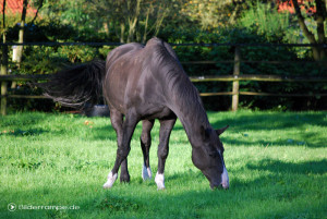 Schwarzes Pferd beim Grasen