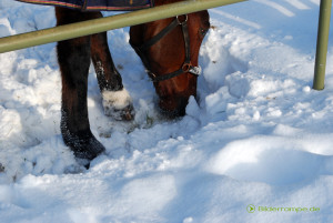 Ein Pferd sucht im Schnee nach Futter