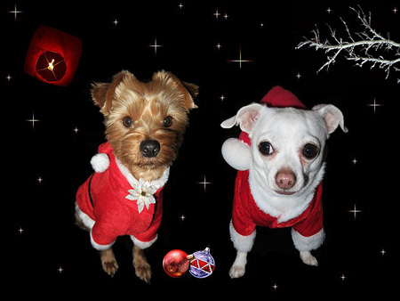 Weihnachtskarte mit Fotos der Familienhunde | Foto: pixabay.com, CC0 Public Domain