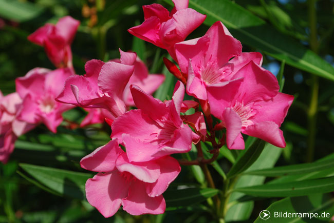 Blumen zum Tag der Frau